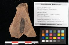 Foto (Objekt + Etikett) von Sphaeria podogonii Ettingshausen (NHMW-GEO-2024-0188-0048)
